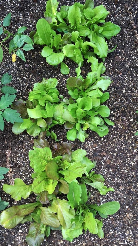 overhead view of lettuces growing in dirt