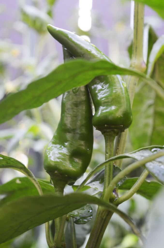 paprika peppers growing on a plant 