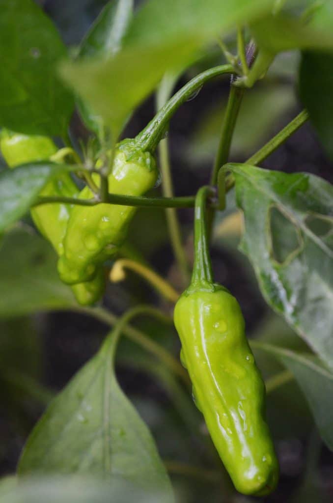 close up of shishito pepper growing on a branch