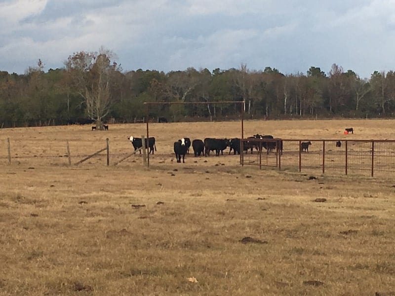 cows in pasture in Alabama