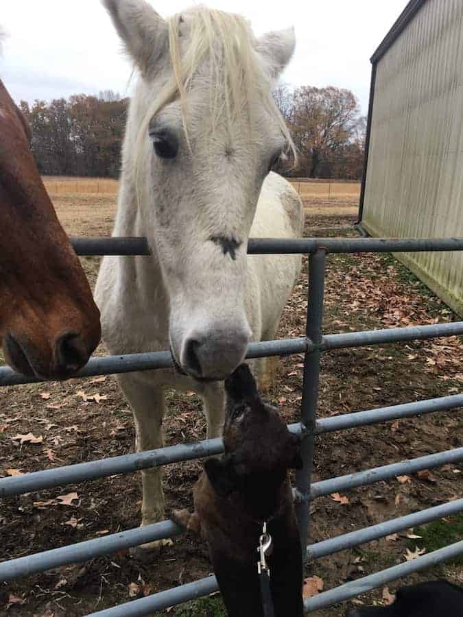 Horses sniffing dog over fence