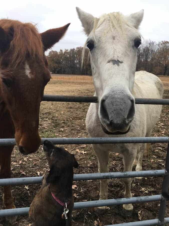 Dog sniffing horses over fence