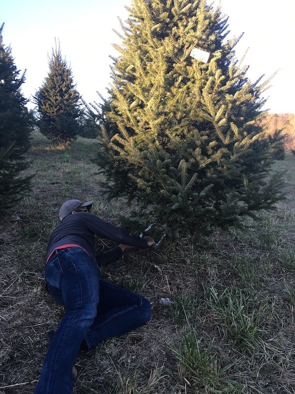 man laying on ground cutting down christmas tree