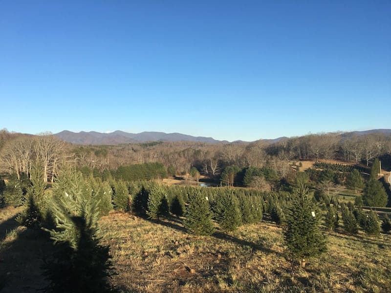 christmas tree farm