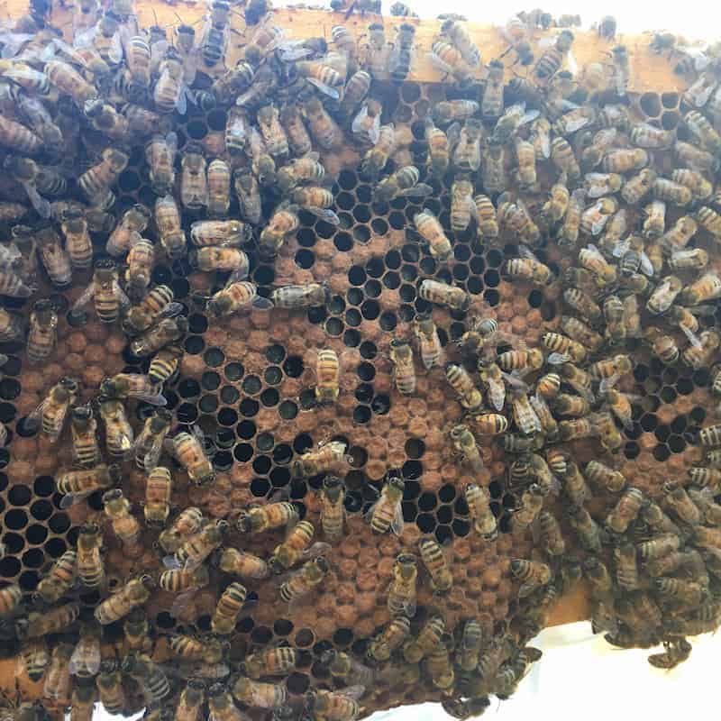 close up of a beehive frame covered in bees with capped brood