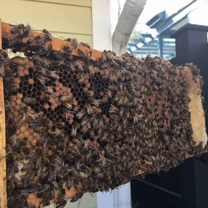 Side view of beehive frame with capped honey and bees