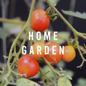 Home Garden