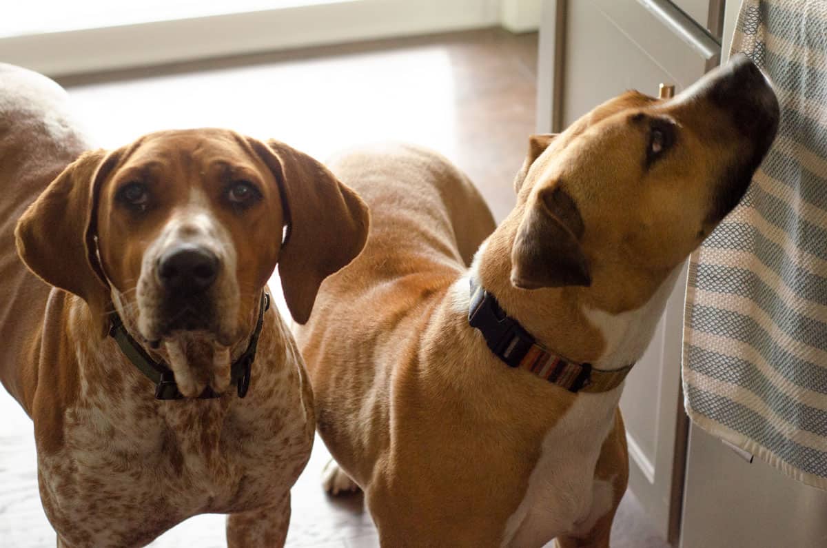 2 dogs sniffing meat on counter