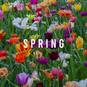 Spring