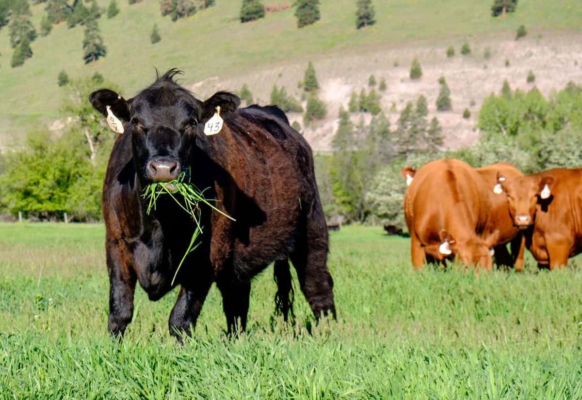 cow standing in pasture with a mouth full of grass