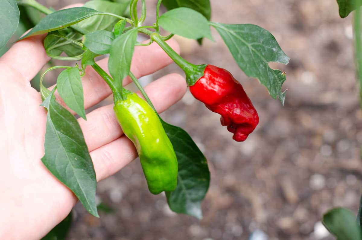 Hand holding a branch of a shishito pepper plant with one ripe green pepper and one overripe red pepper