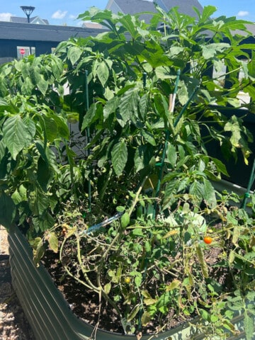 Vego vegetable garden raised bed with plants in it