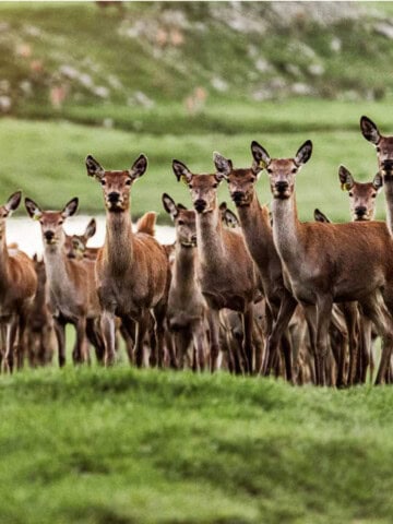 herd of venison on a grassy hill in new zeland