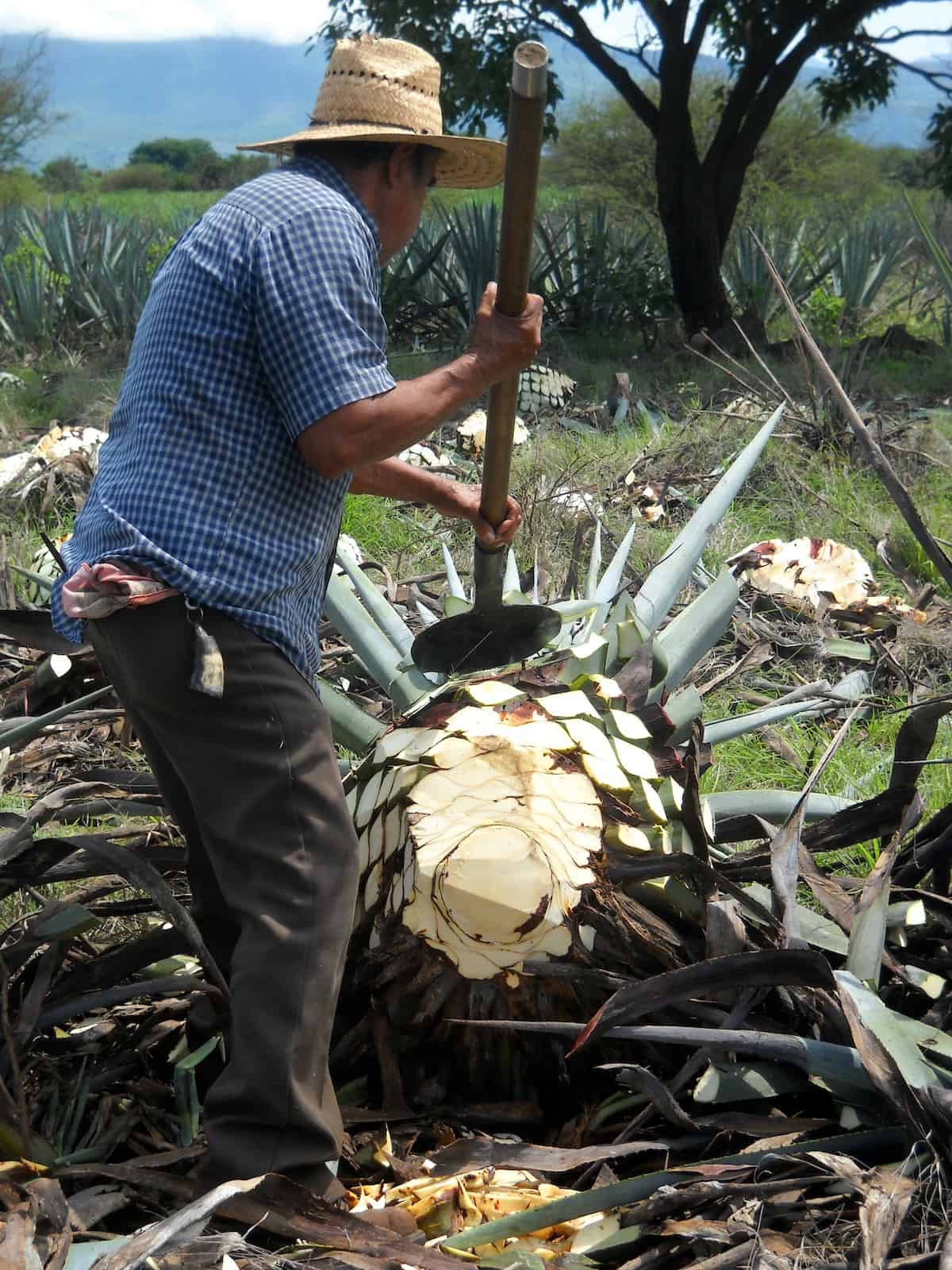 Jalisco removing the leaves from the agave plant to make tequila