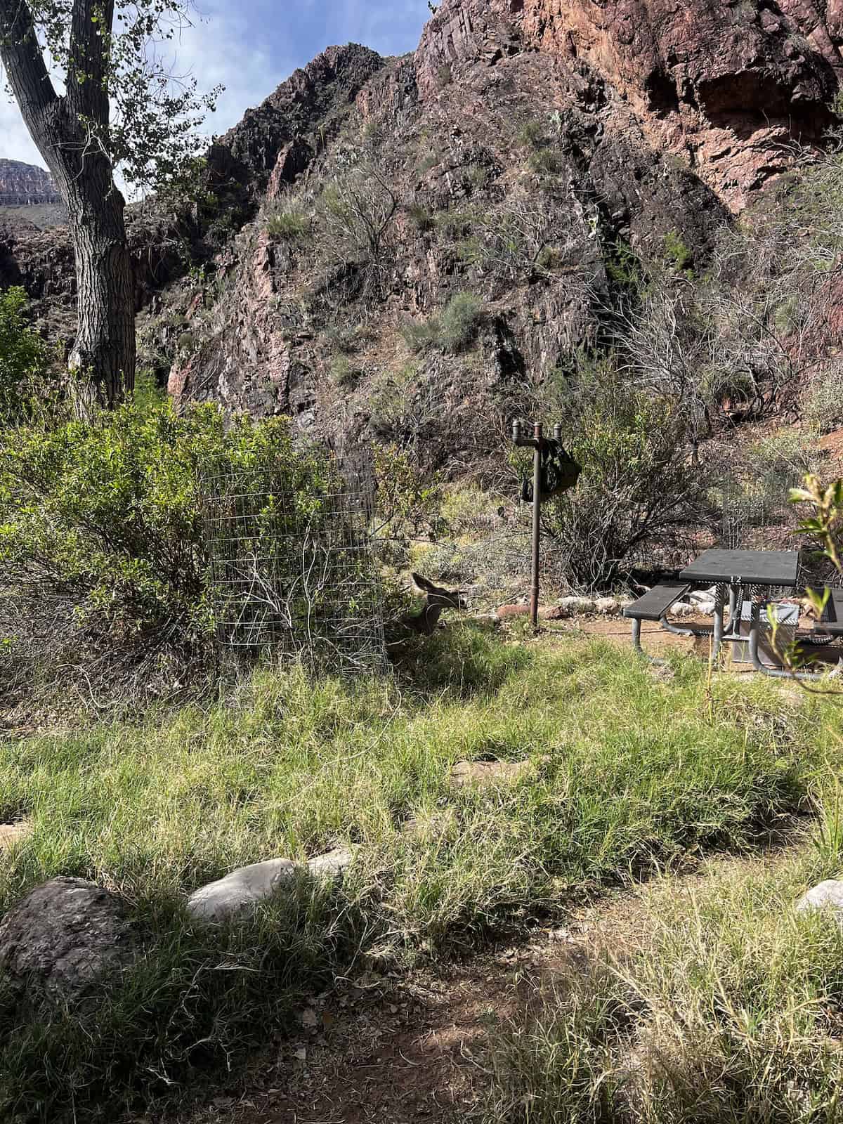 mule deer at bright angel campground