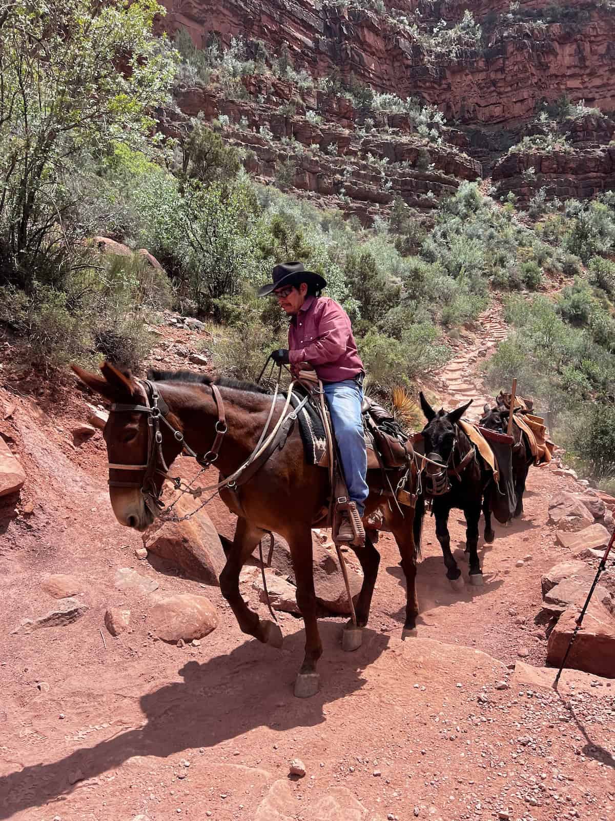 Man riding the first horse in a mule train at the grand canyon on bright angel trail