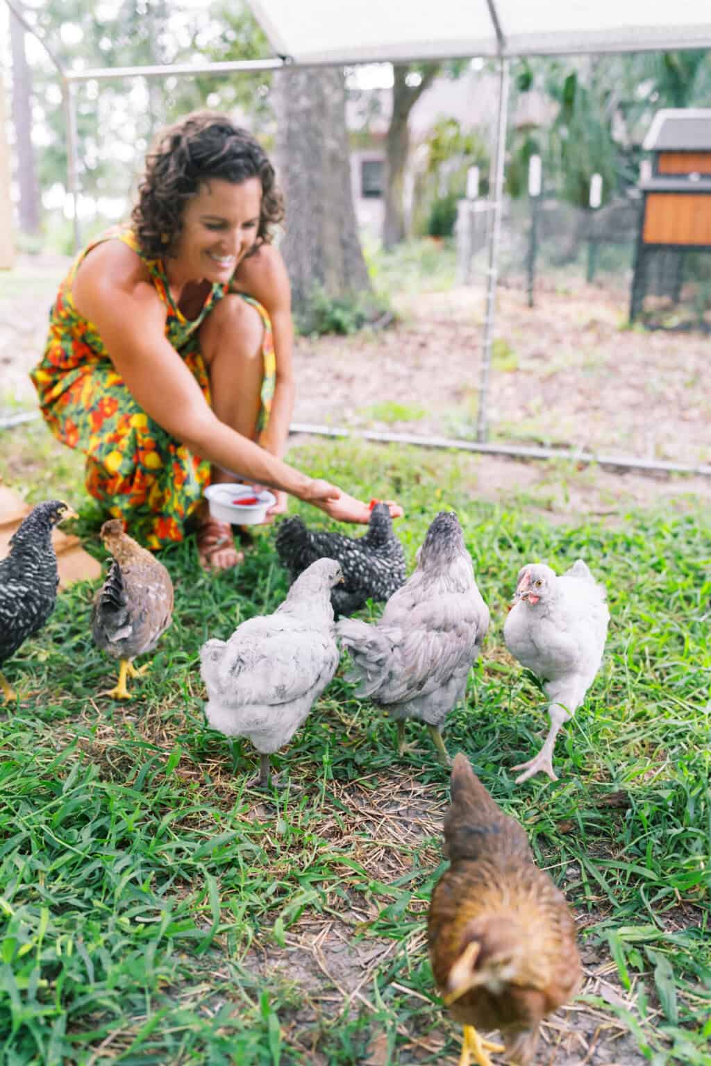 How do chickens lay eggs without a rooster? | Rooted in Nature