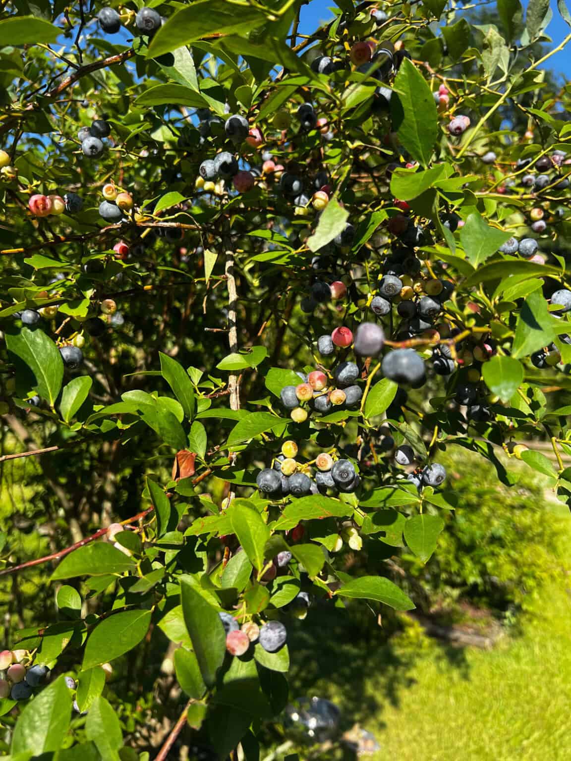 How to prune blueberry bushes rooted in nature
