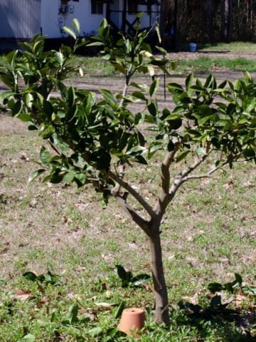 grapefruit tree after pruning