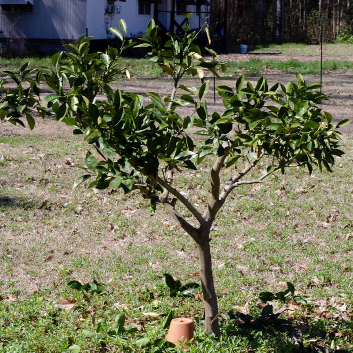 How to Prune Citrus Trees (Step-by-Step Guide for Bigger, Healthier ...