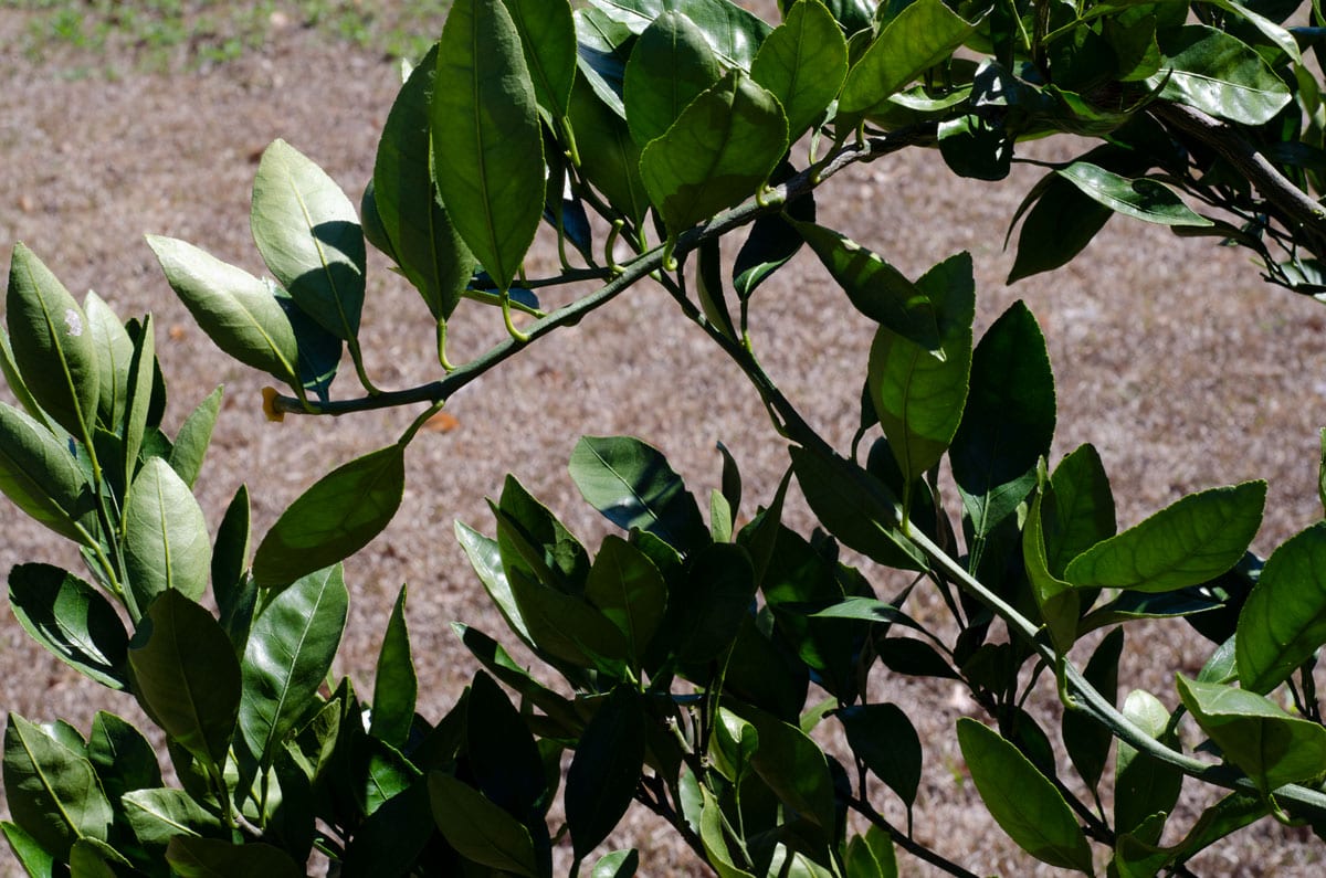 crossed over branches on a citrus tree that need pruning
