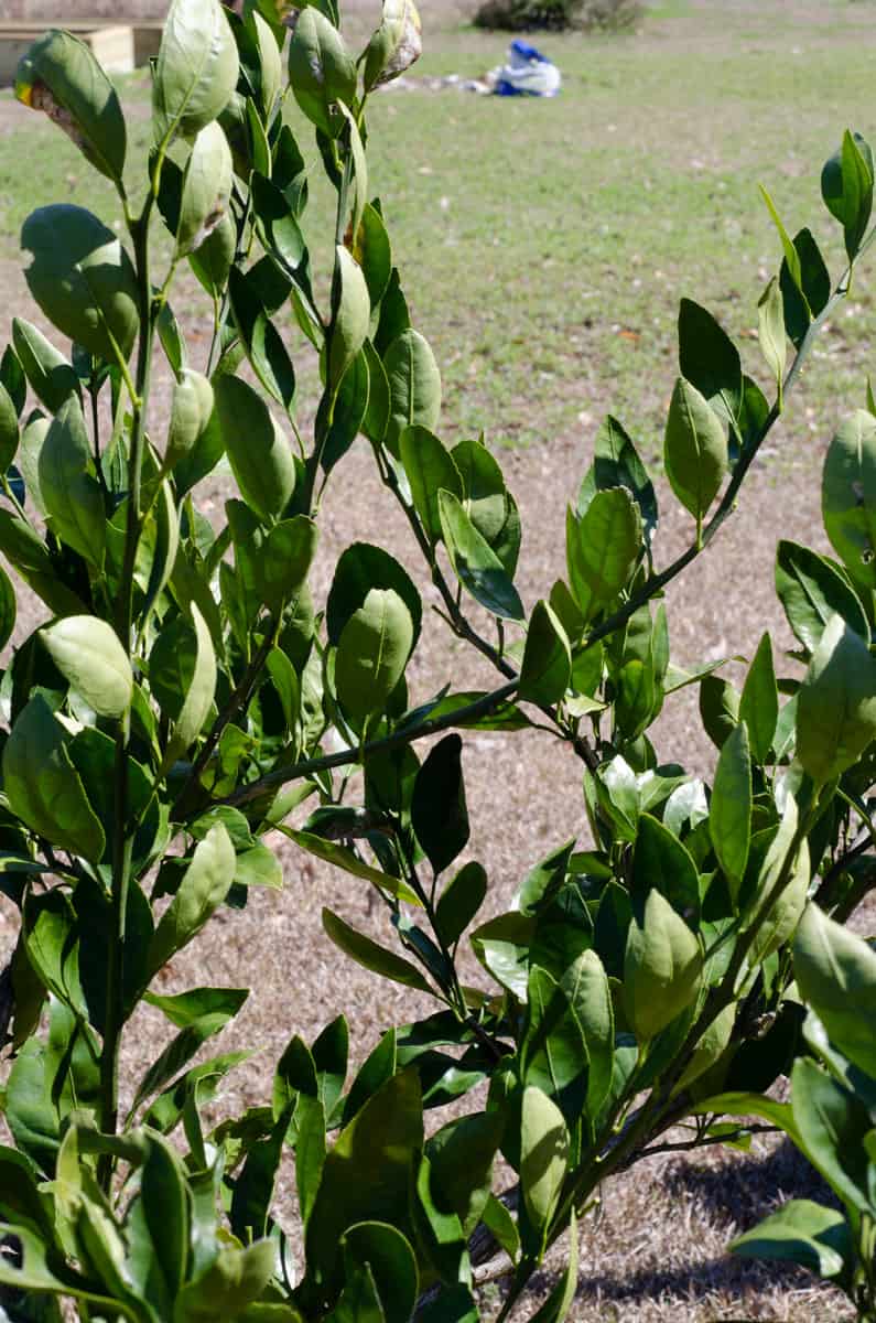 close up shot of 2 branches on a citrus tree crossing over each other