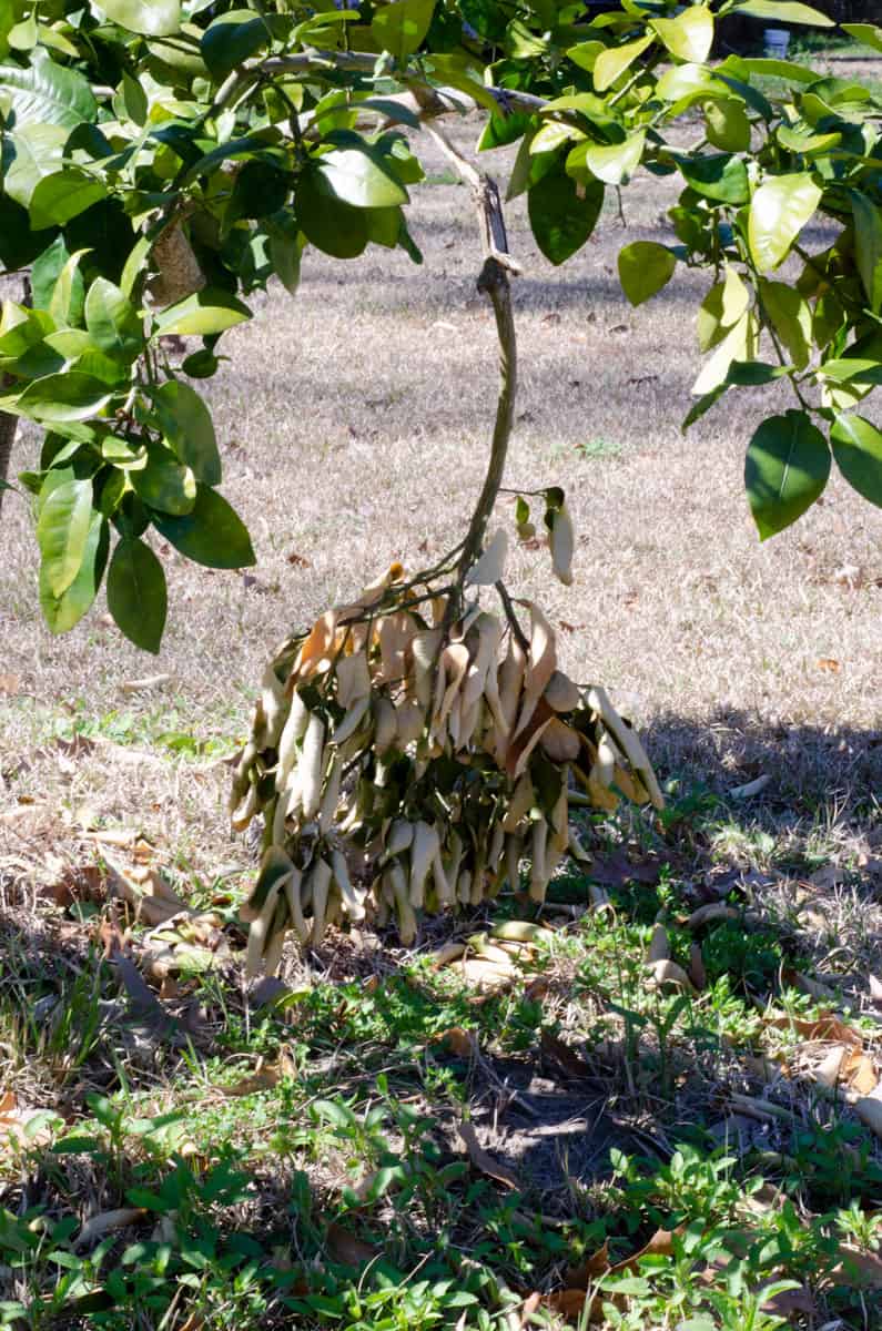 green citrus tree with a broken off dead branch hanging down