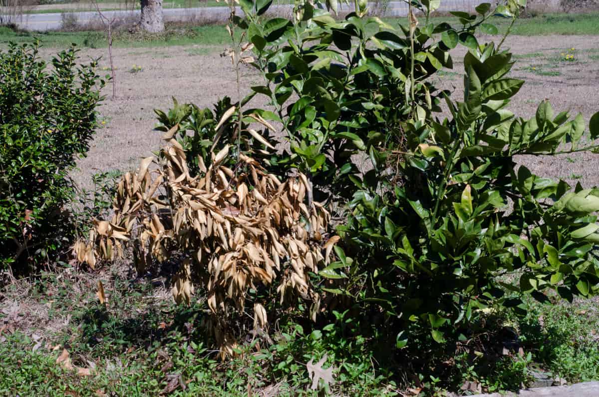 citrus bush with one side brown from being frozen over winter