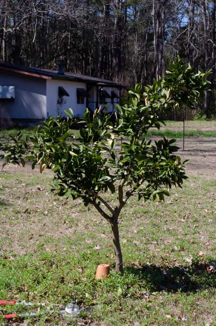 grapefruit tree before pruning