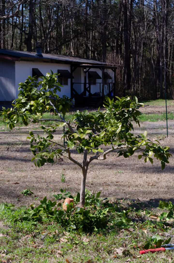 grapefruit tree after pruning