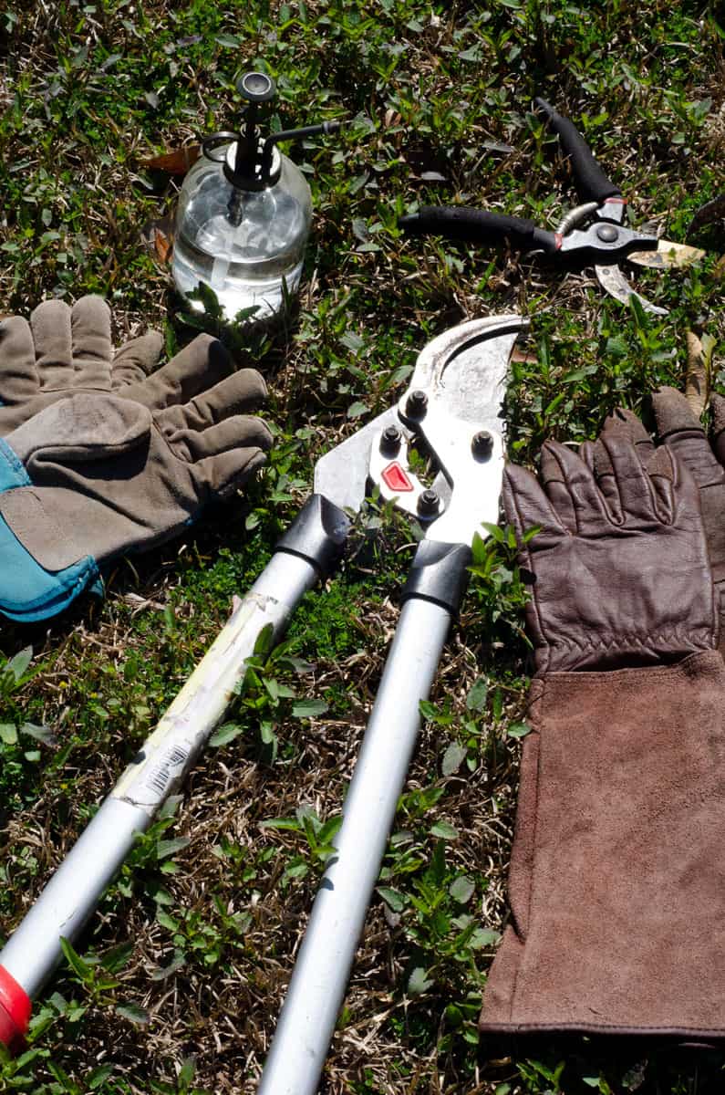 two pairs of gloves and two sizes of pruning shears with an alcohol spray bottle laying in the grass